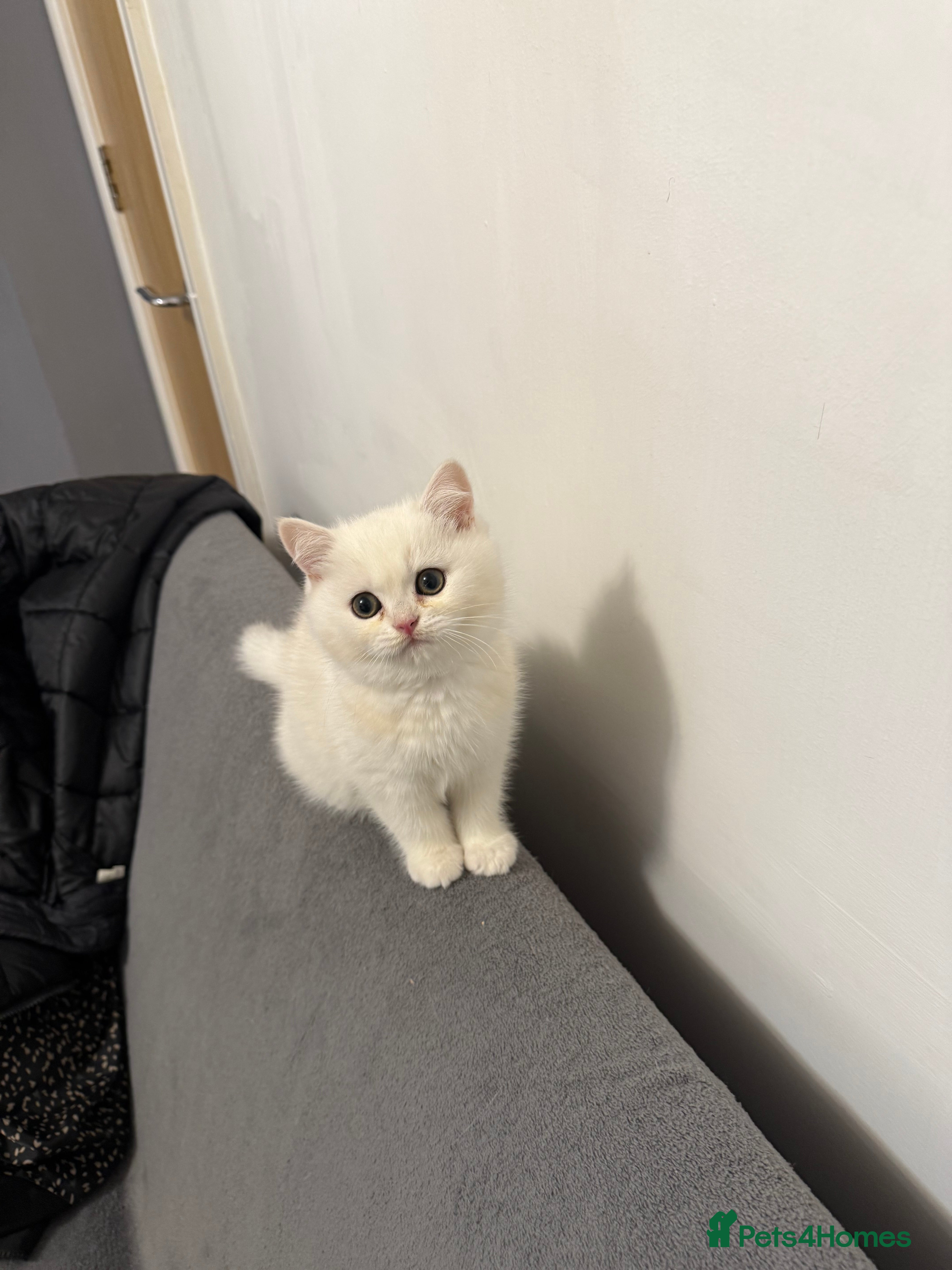 British Shorthair cats British Shorthair Chinchilla - Advert 16