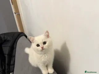 British Shorthair cats British Shorthair Chinchilla - Advert 16