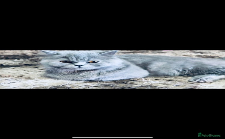 British Longhair cats British long hair  - Advert 1