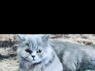 British Longhair cats British long hair - Advert 1