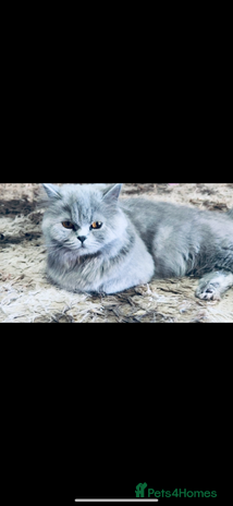 British Longhair cats British long hair - Advert 1