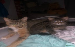 Bengal cats for sale: Beautiful and cheeky  - Image 5