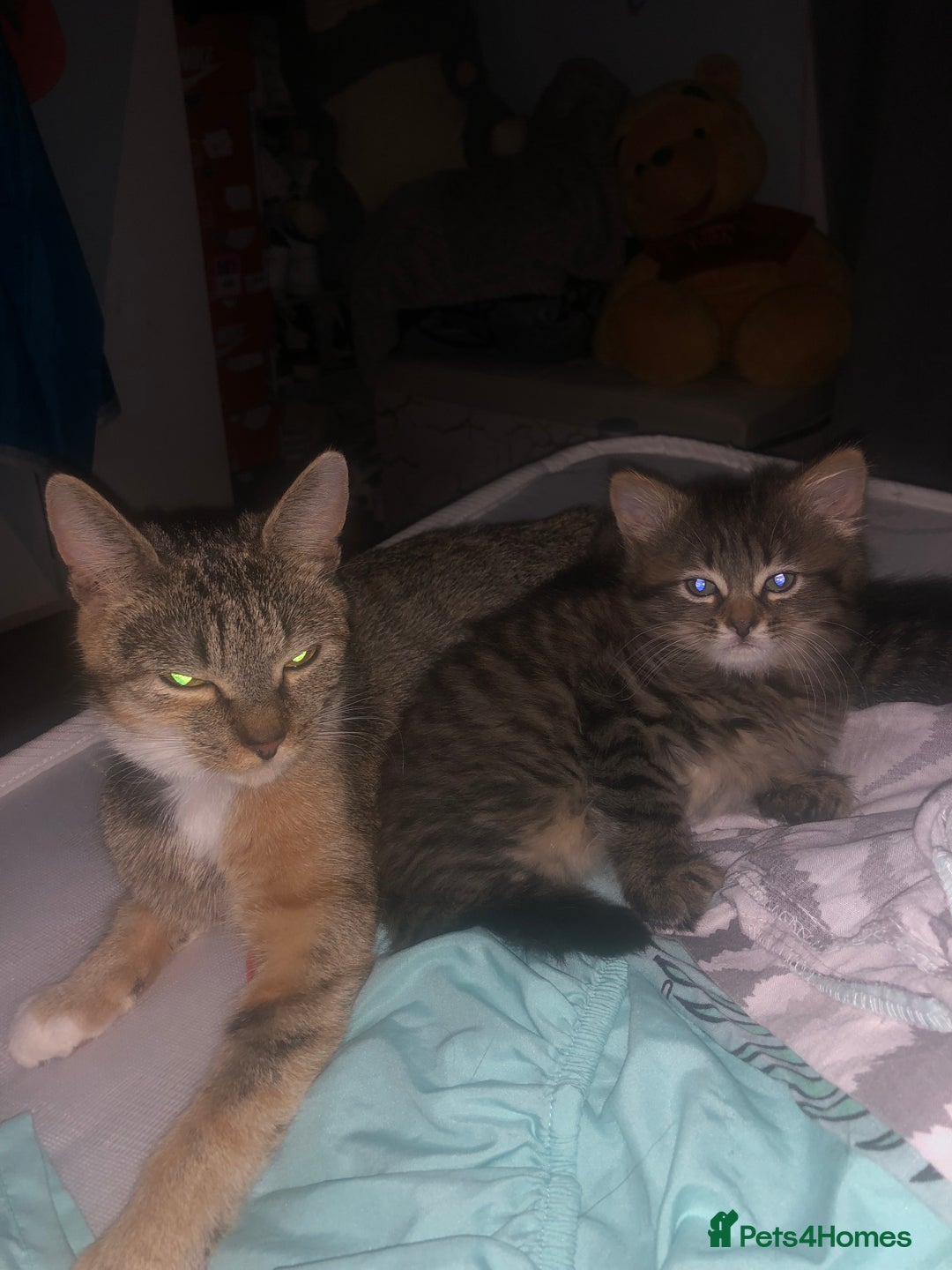Bengal cats for sale: Beautiful and cheeky  - Image 5
