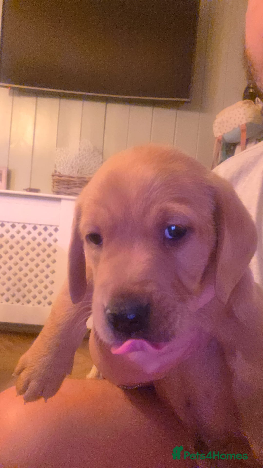 Mixed Breed dogs for sale: Dashador puppies  - Advert 8