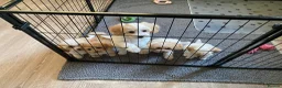 Cavapoochon dogs for sale: Cavapoochon puppies with 5 weeks free insurance   - Advert 12