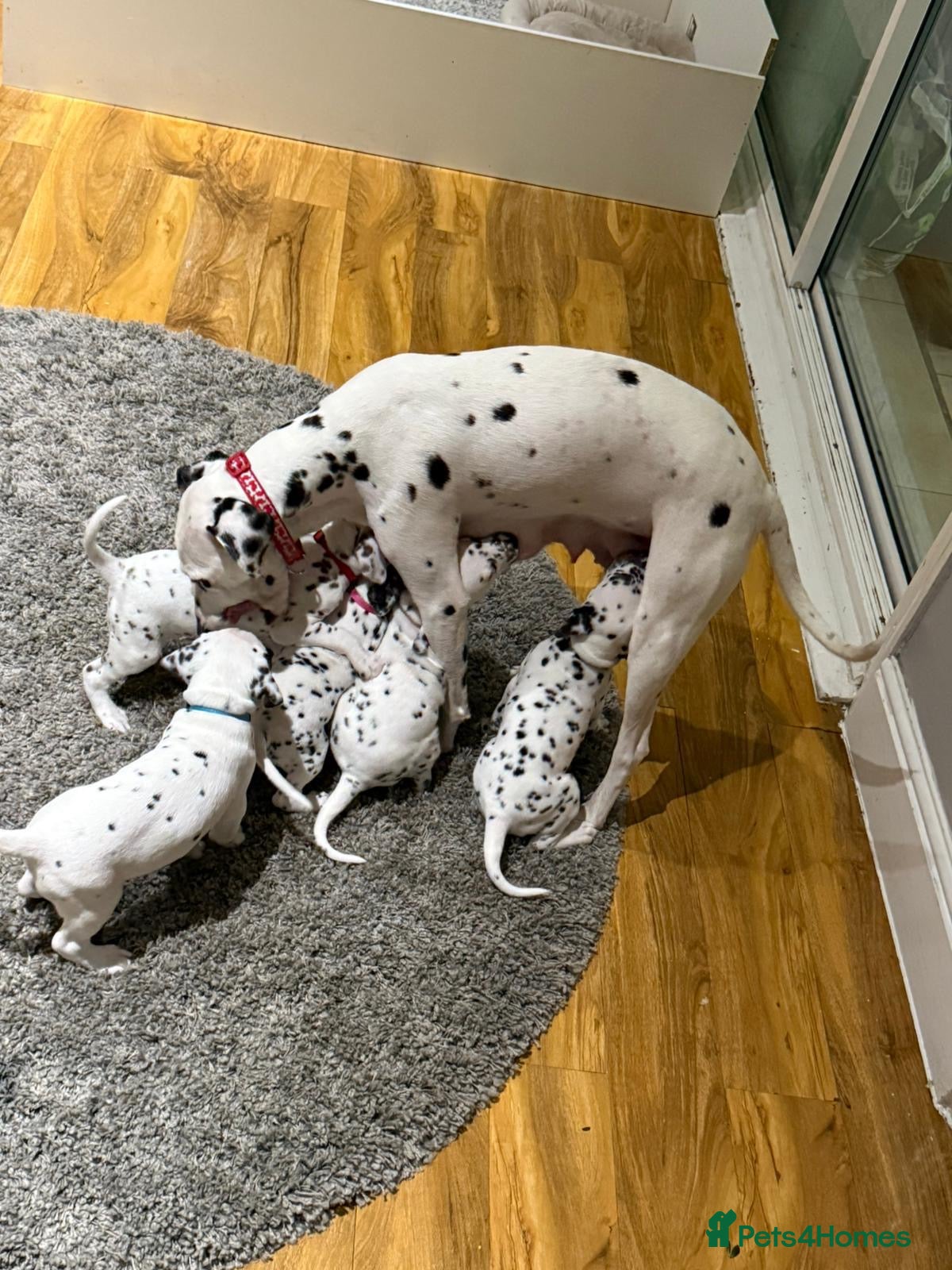 Dalmatian dogs Dalmation puppies for sale - Advert 2