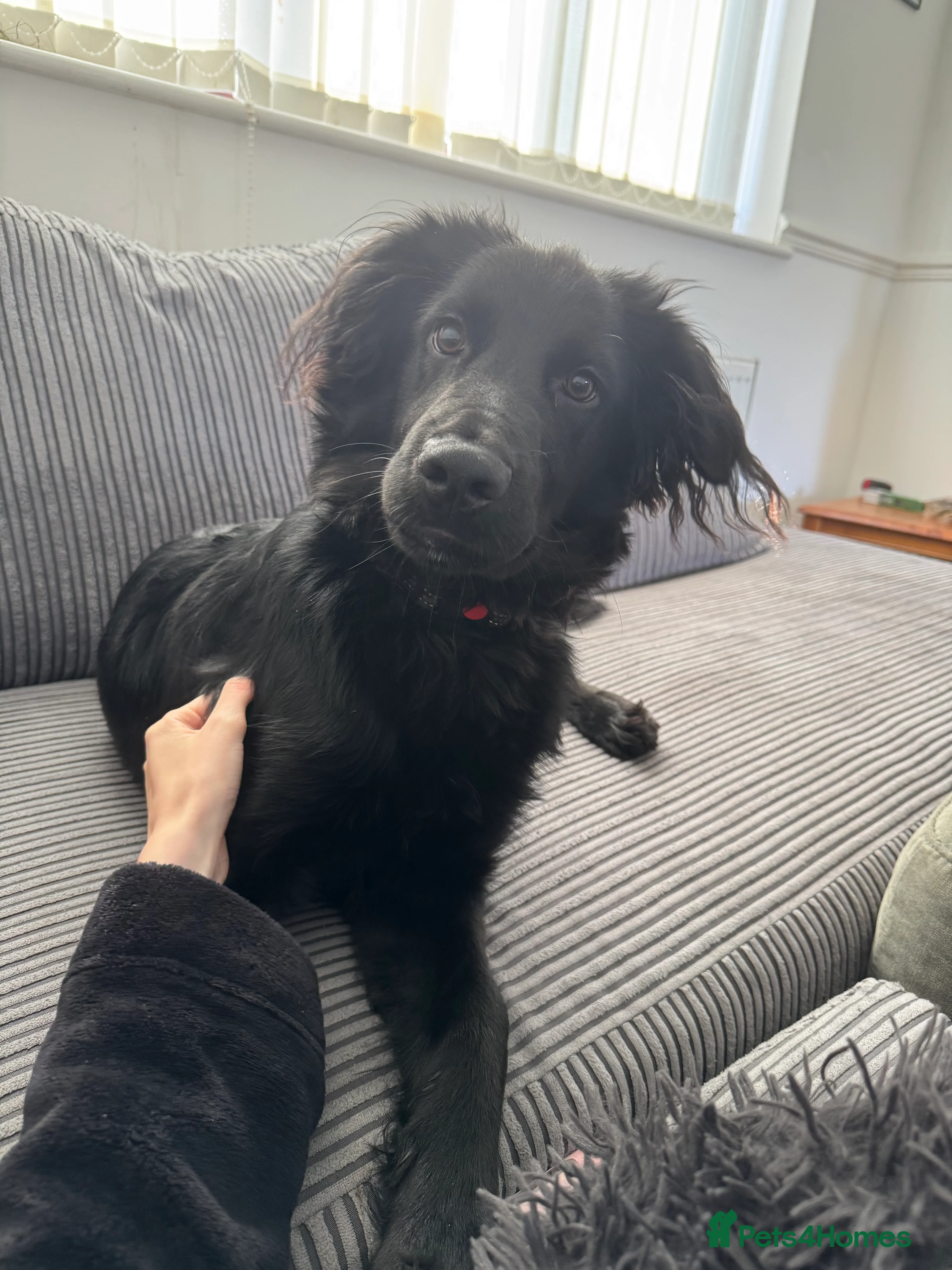 Mixed Breed dogs Looking for a new forever home  - Advert 1