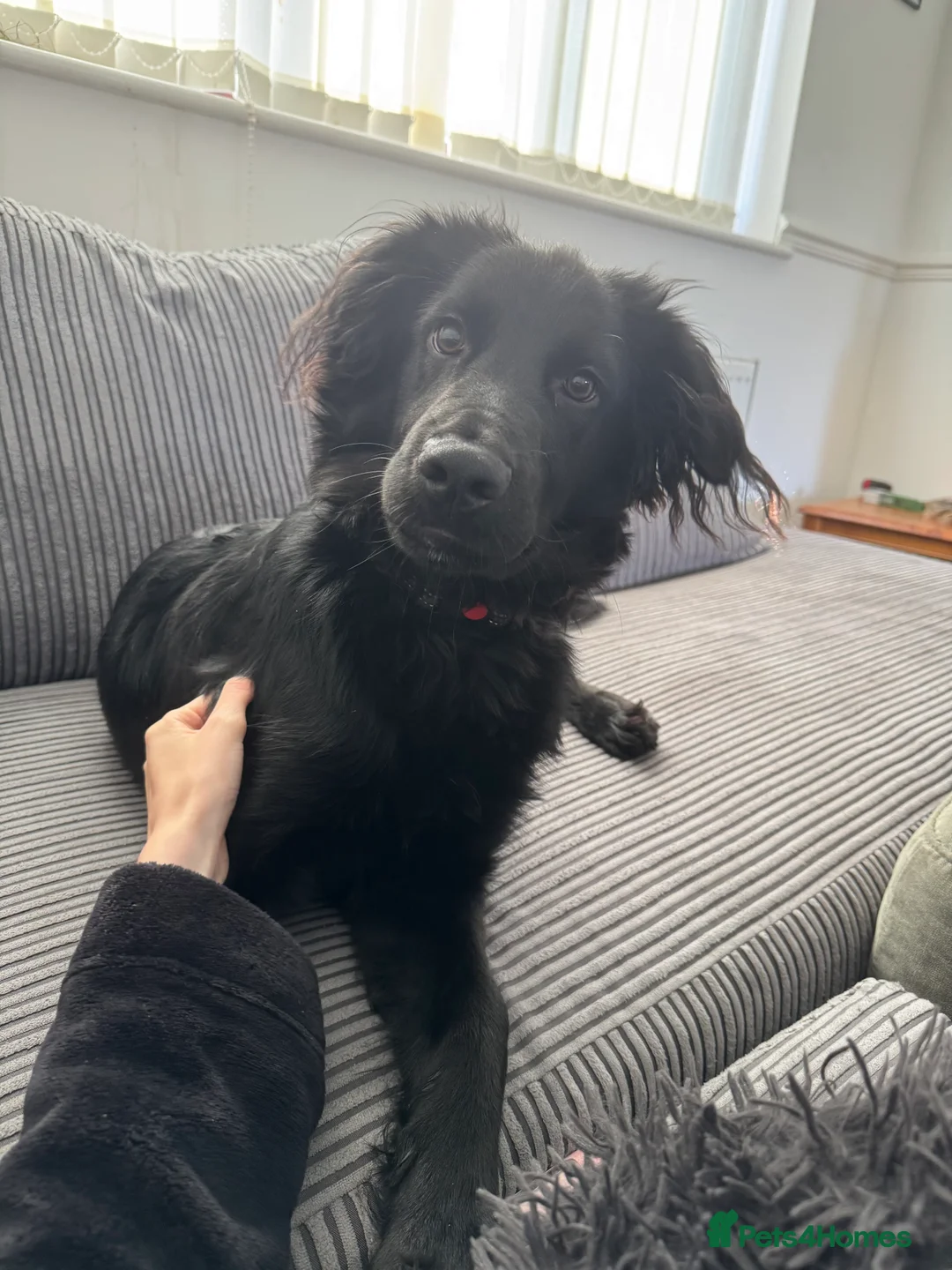 Mixed Breed dogs for sale: Looking for a new forever home  - Advert 1