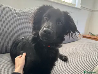 Mixed Breed dogs Looking for a new forever home - Advert 6