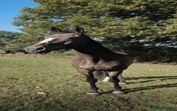 English Thoroughbred horses for sale: Sweet horse looking for solo home - Image 5