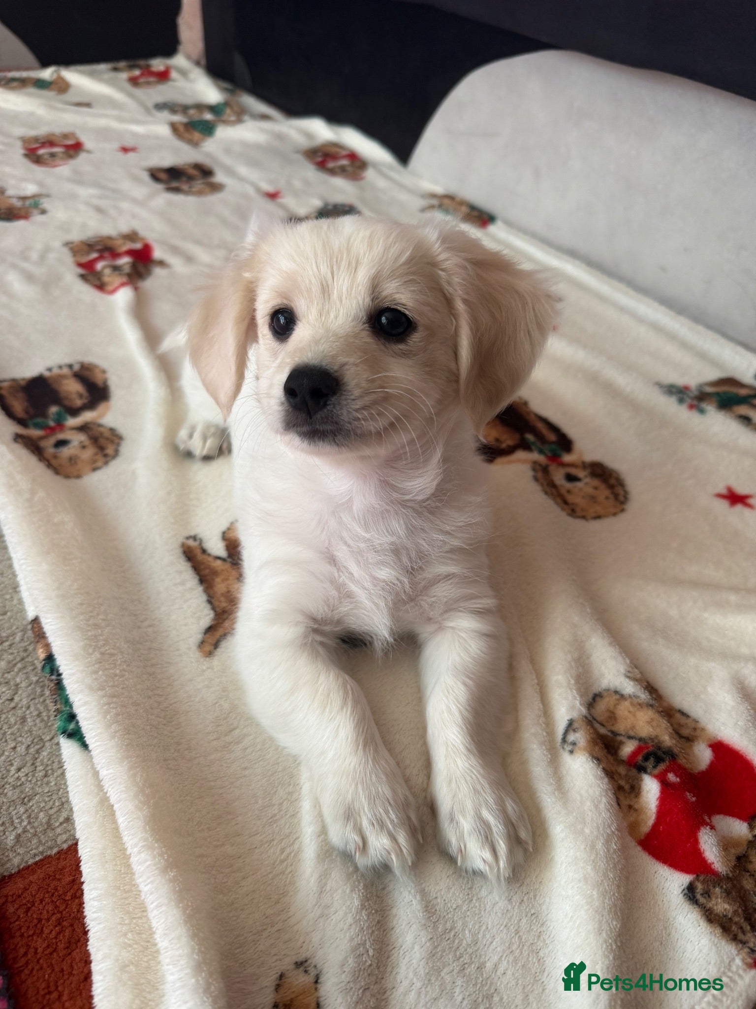 Maltese dogs Last Bichon Maltese puppy - price drop  - Advert 8