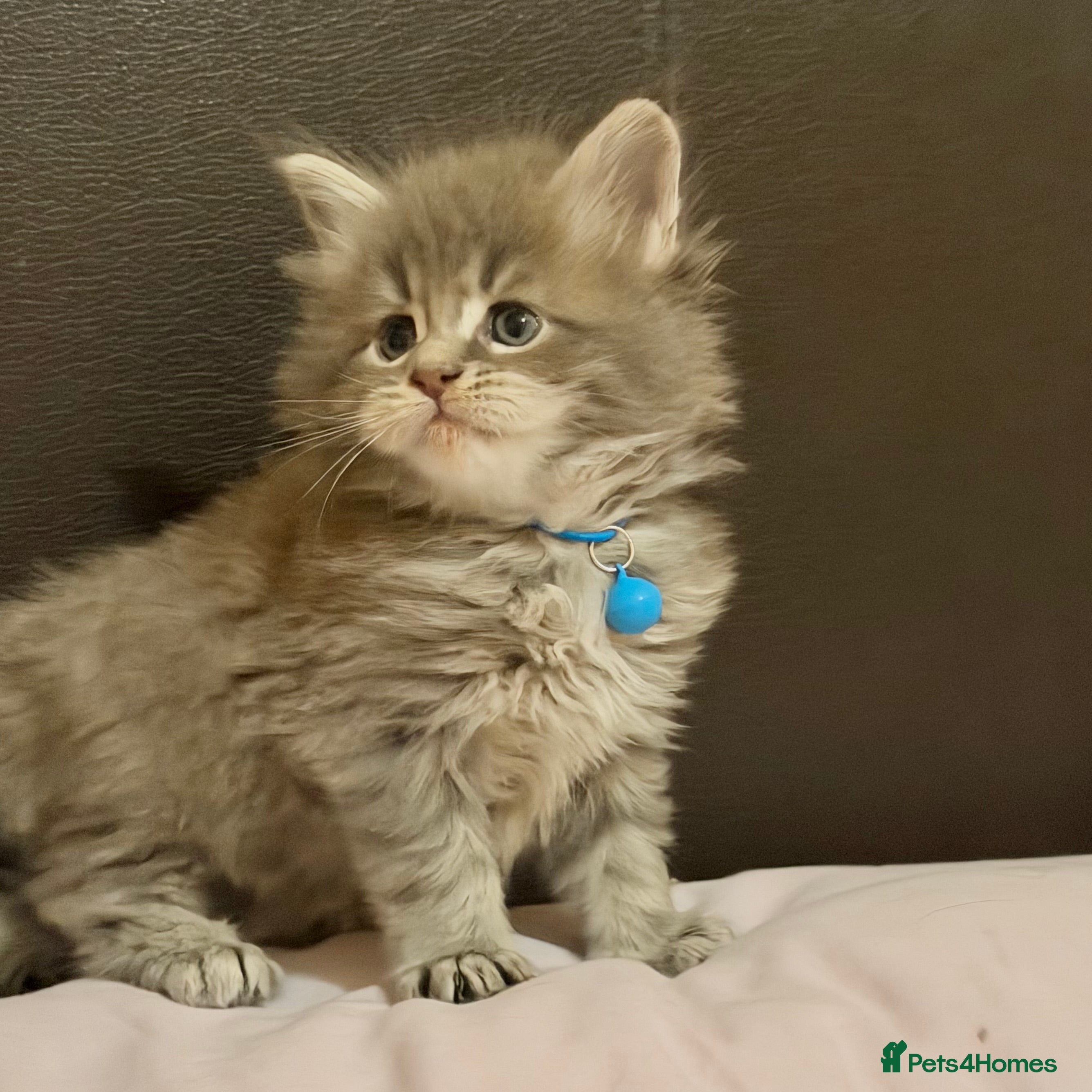 Maine Coon cats 2 Left - Gentle, Playful, Affectionate Maine Coons - Advert 1