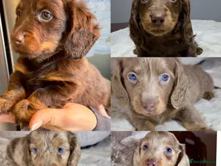 Miniature Dachshund dogs Long Hair Dachshund miniature Dapple - Advert 13