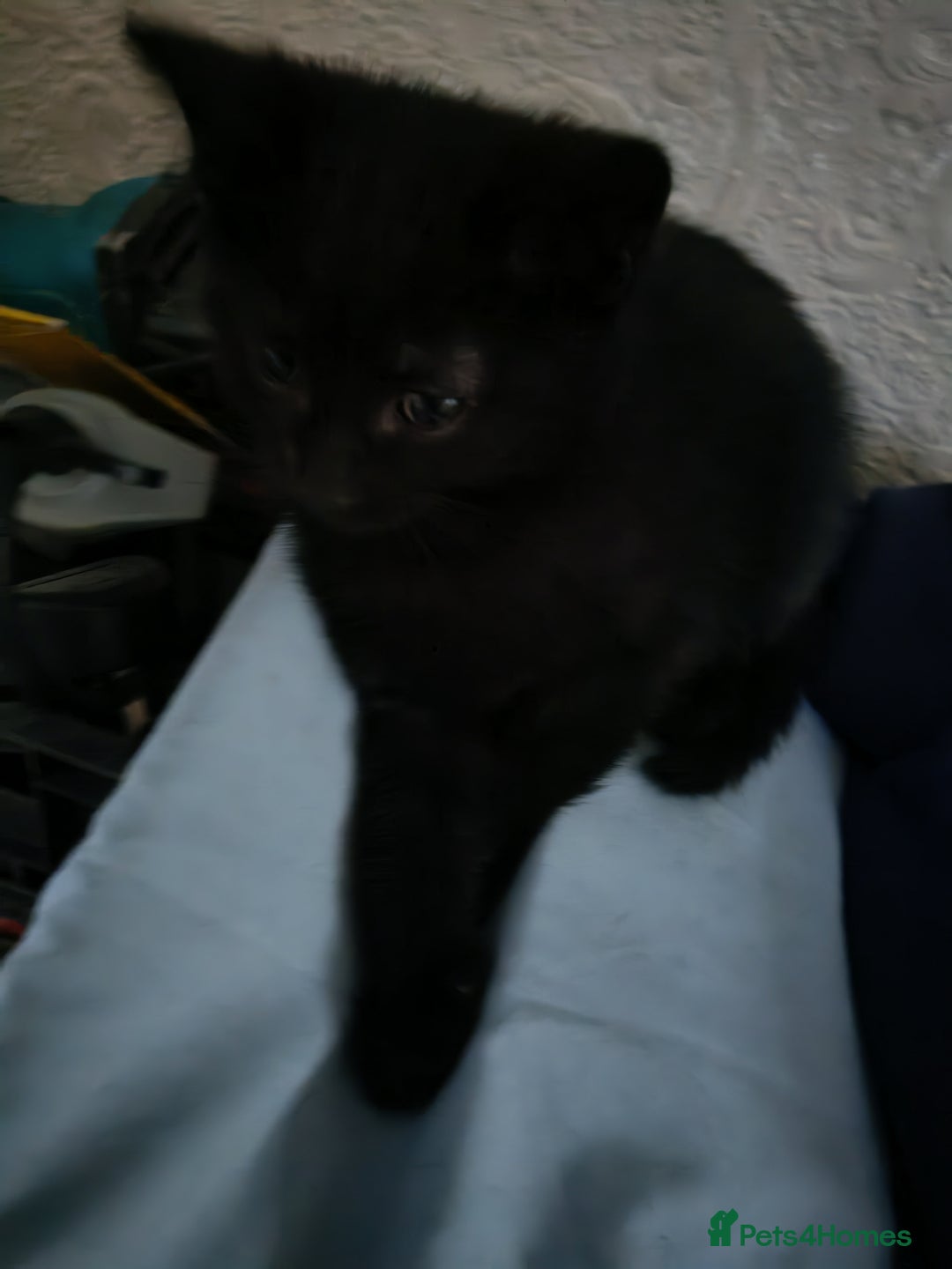 Mixed Breed cats for sale: Two beautiful kittens for sale  - Advert 6