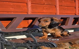 Dachshund dogs for sale: Red long-haired standard dachshund puppies - Image 12