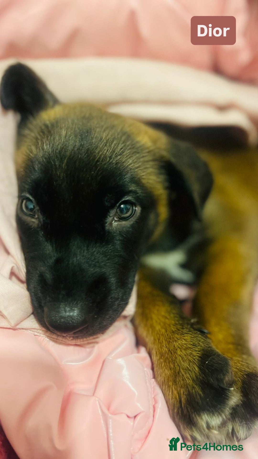 Mixed Breed dogs for sale: Beautiful Belgian Malinois x Husky Puppies. Essex - Advert 5