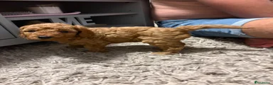 Mini Goldendoodle 6