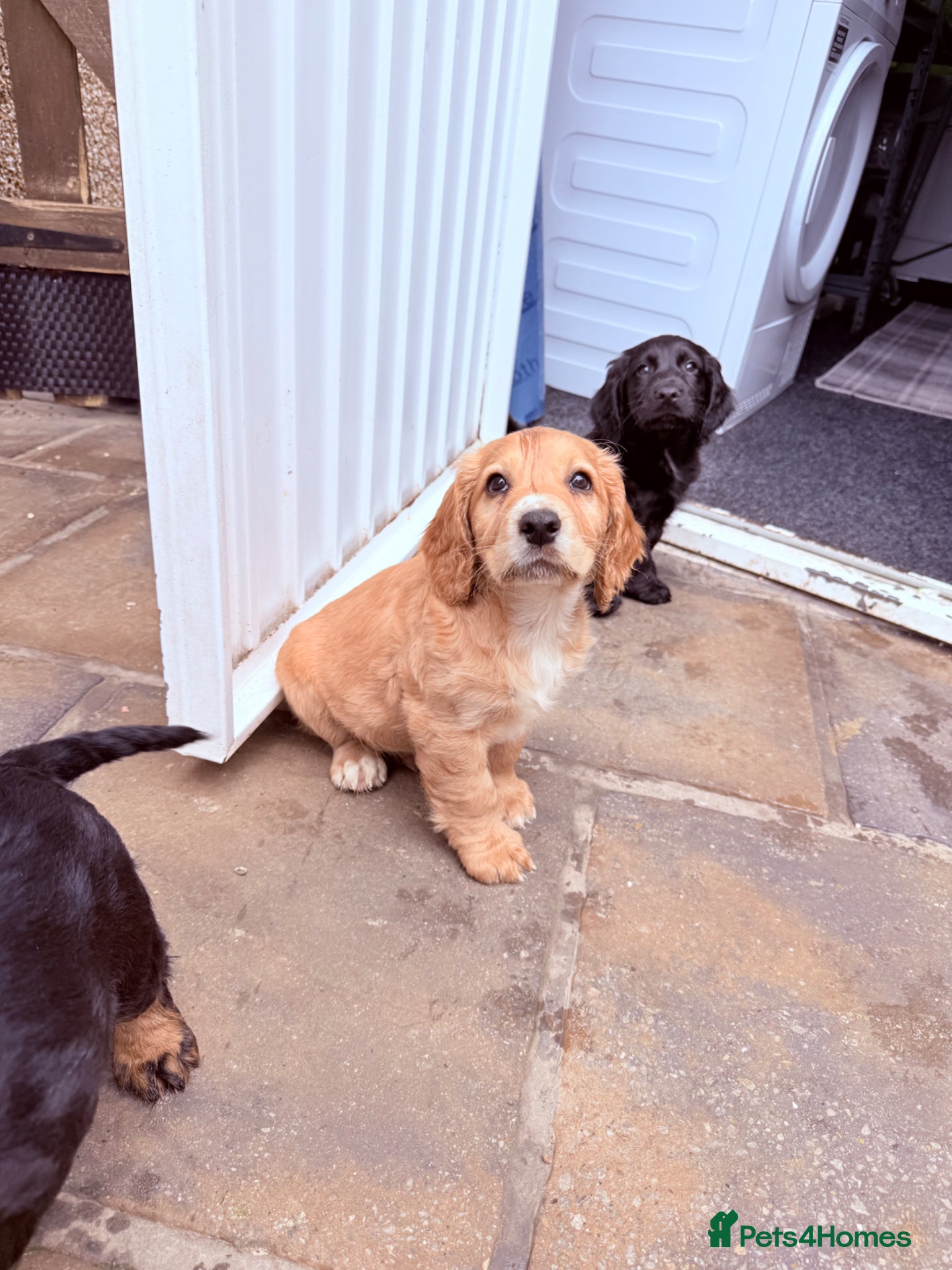 Cocker Spaniel dogs 1 puppy remaining cocker spaniels ready 07/05 - Advert 10