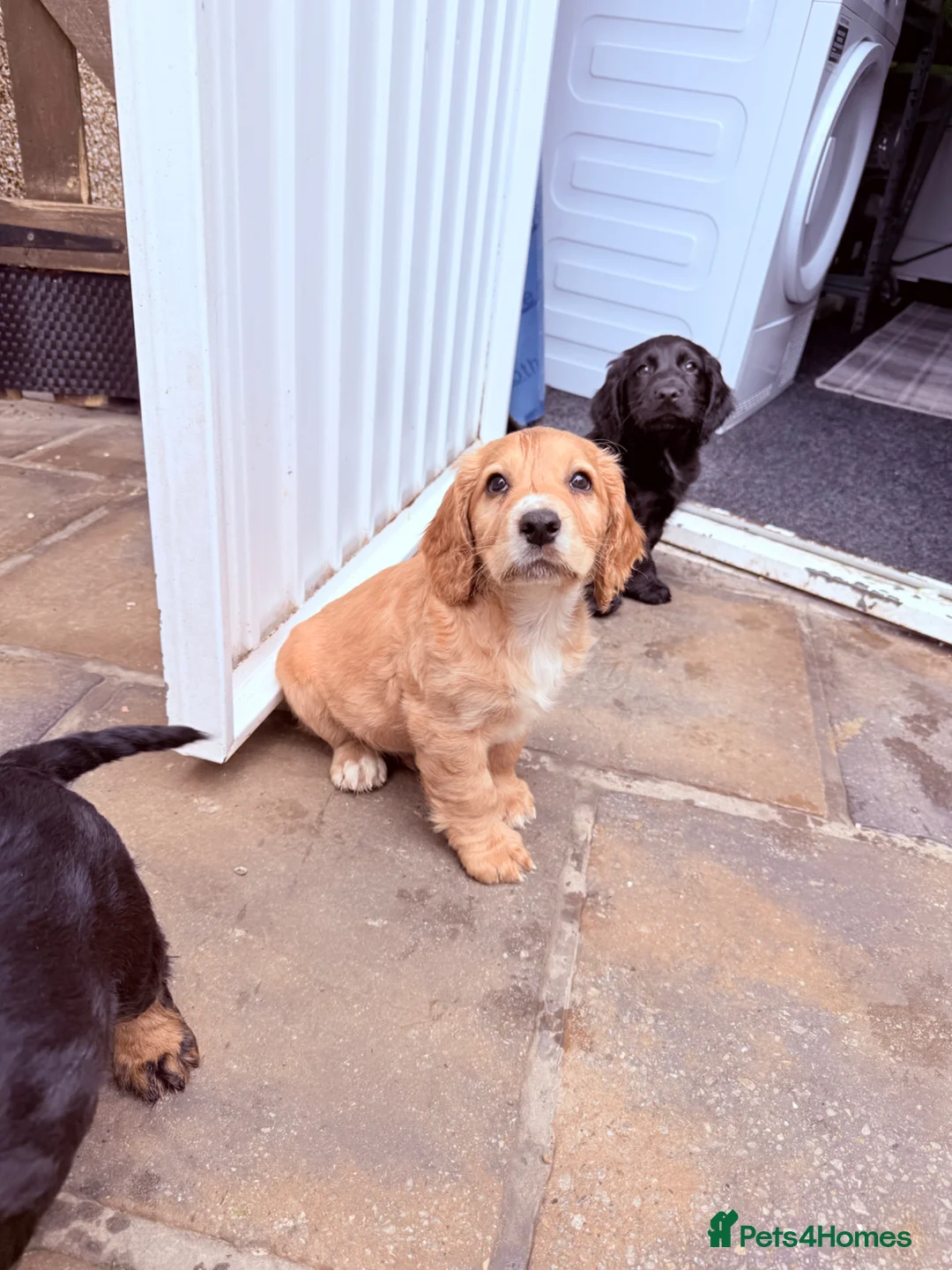 Cocker Spaniel dogs for sale: 1 puppy remaining cocker spaniels ready 07/05 - Advert 1