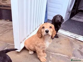 Cocker Spaniel dogs 1 puppy remaining cocker spaniels ready 07/05 - Advert 14