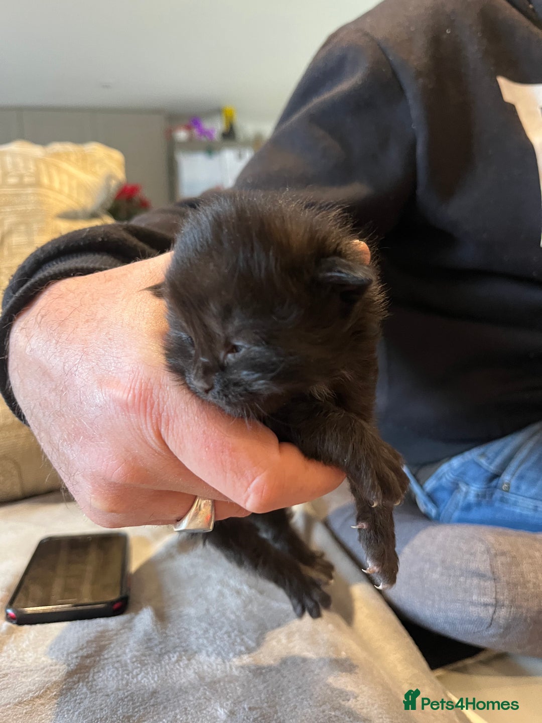 Mixed Breed cats for sale: Maine Coon Mix  - Advert 13