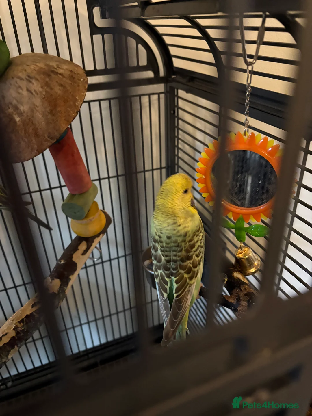 Budgerigars birds for sale: Two budgies with cage  in Sheffield - Advert 2