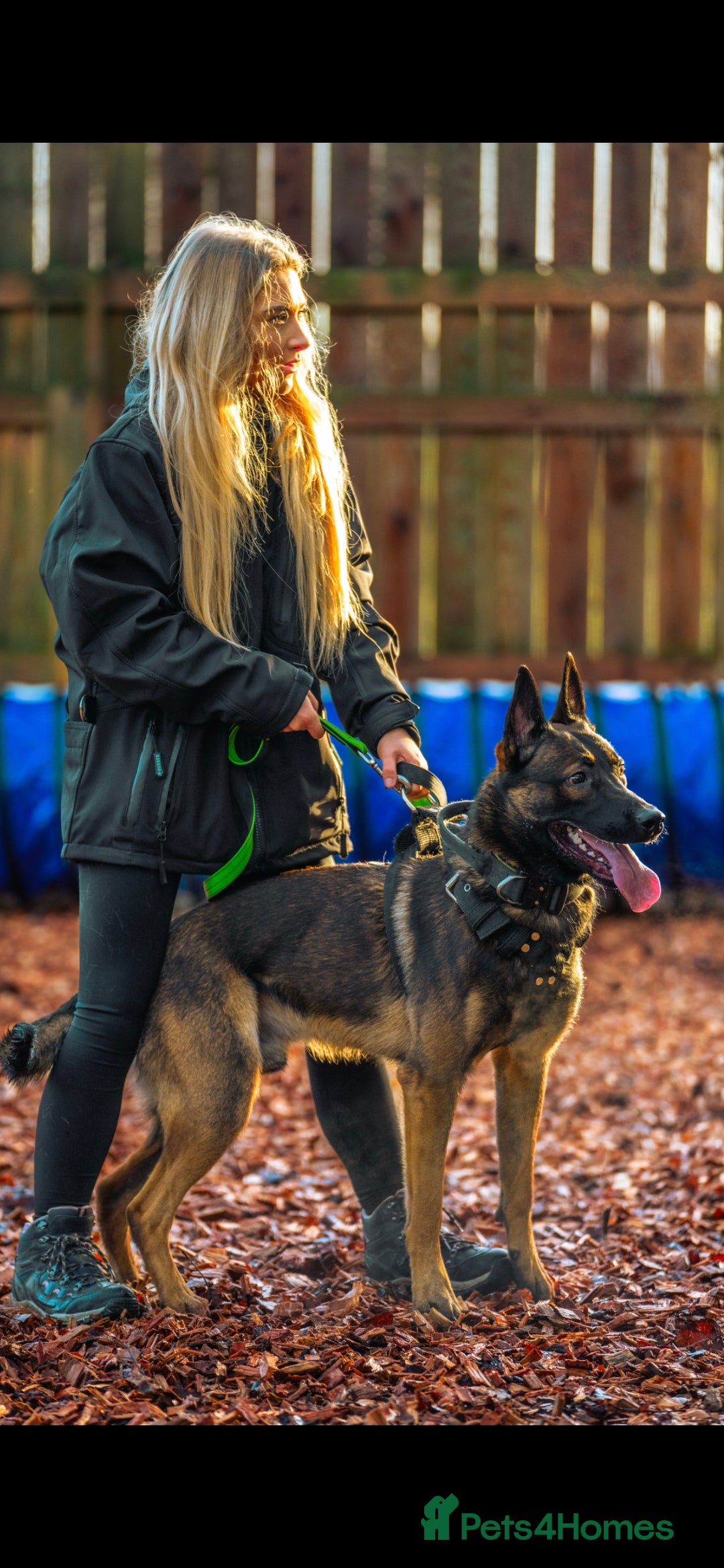 Belgian Shepherd Dog dogs for sale: Exclusive bloodlines  - Advert 15