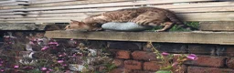 Bengal cats for sale: Female  Bengal  - Advert 5