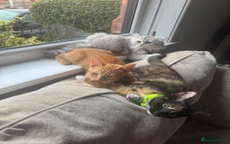 Domestic Shorthair cats for sale: Pumpkin 🎃 & Maple 🍁  - Image 4