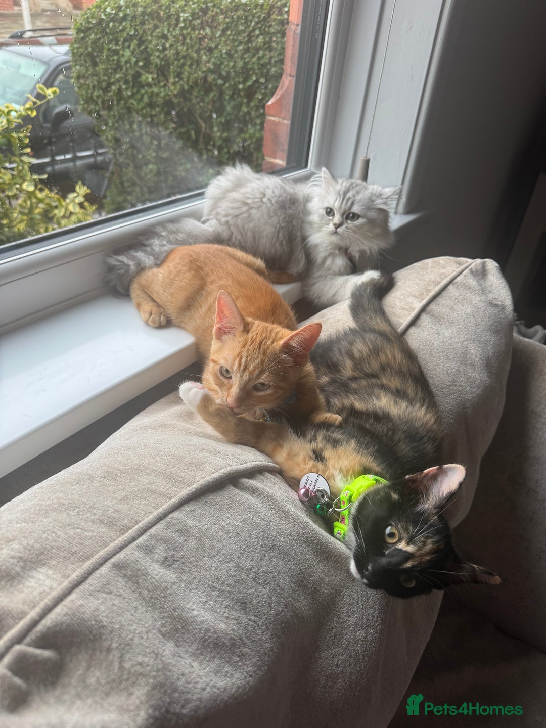 Domestic Shorthair cats for sale: Pumpkin 🎃 & Maple 🍁  - Image 4