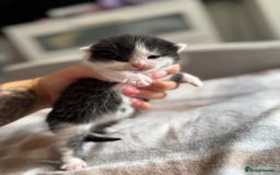 British Shorthair cats for sale: British shorthair kittens ❤️REDUCED❤️ - Image 3