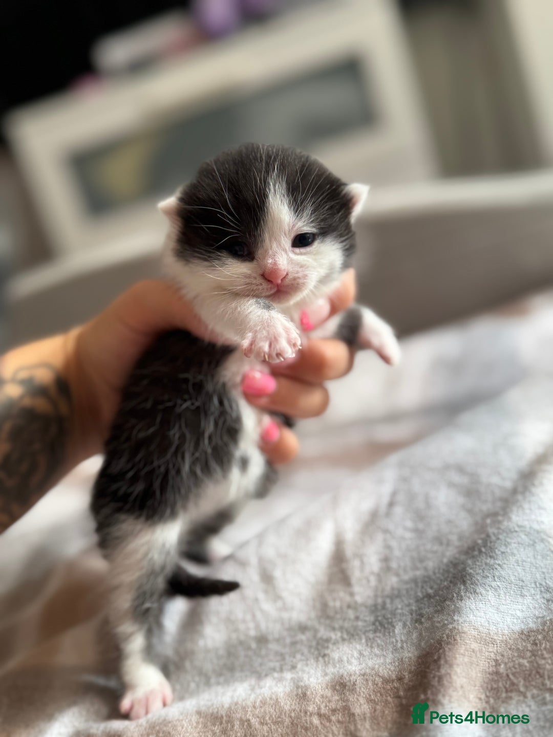 British Shorthair cats for sale: British shorthair kittens ❤️REDUCED❤️ - Image 3