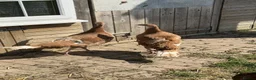 Turkeys poultry for sale: Bourbon Red Turkey Stag and 3 Hens in Maldon - Advert 6