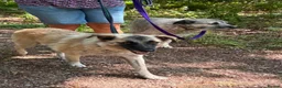 Mixed Breed dogs for adoption: Rodney - Norwich Norfolk  - Advert 3