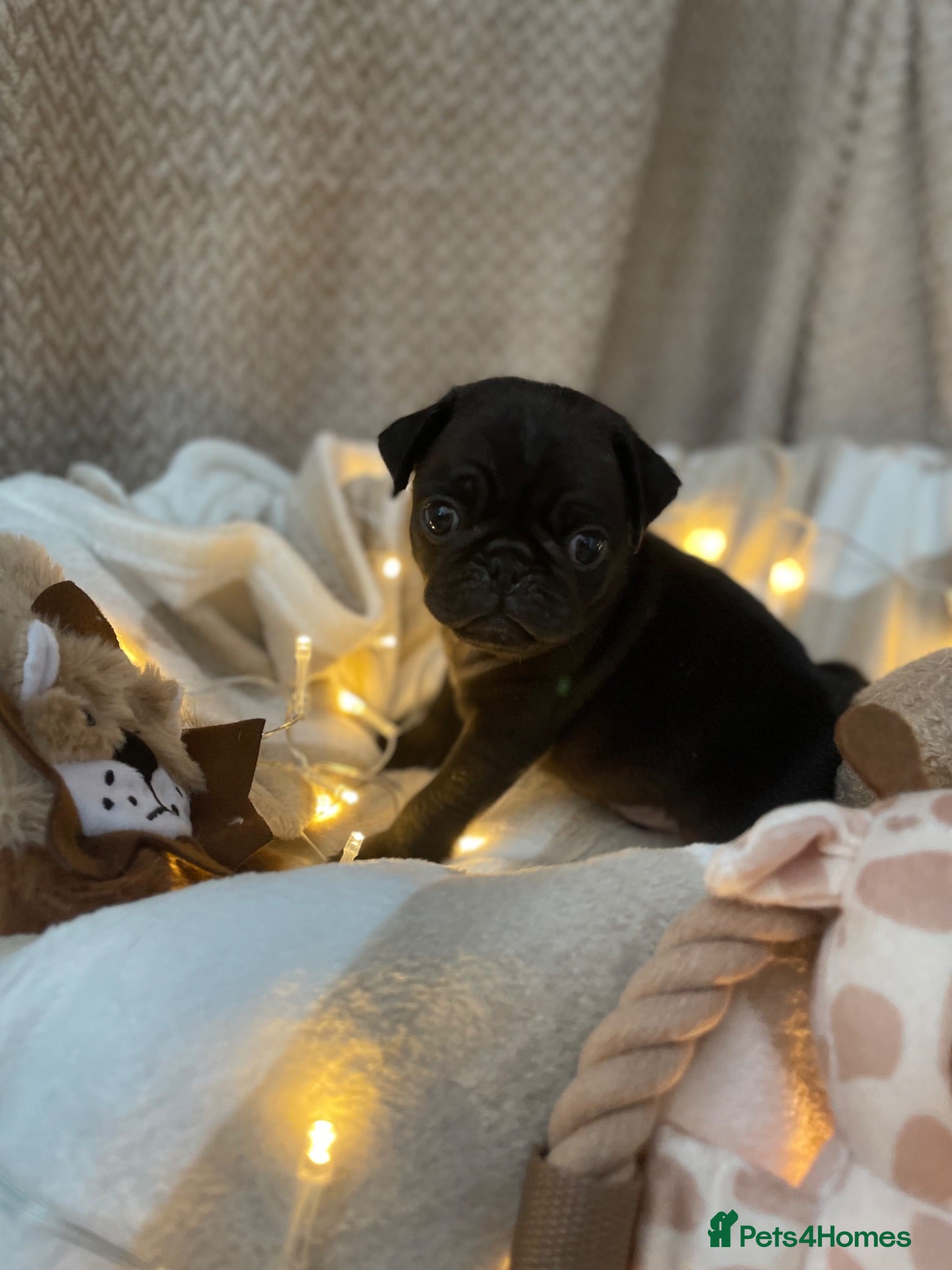 Pug dogs Boys Boys Boys!! Two Black boys AVAILABLE 🐶🐶 - Advert 2
