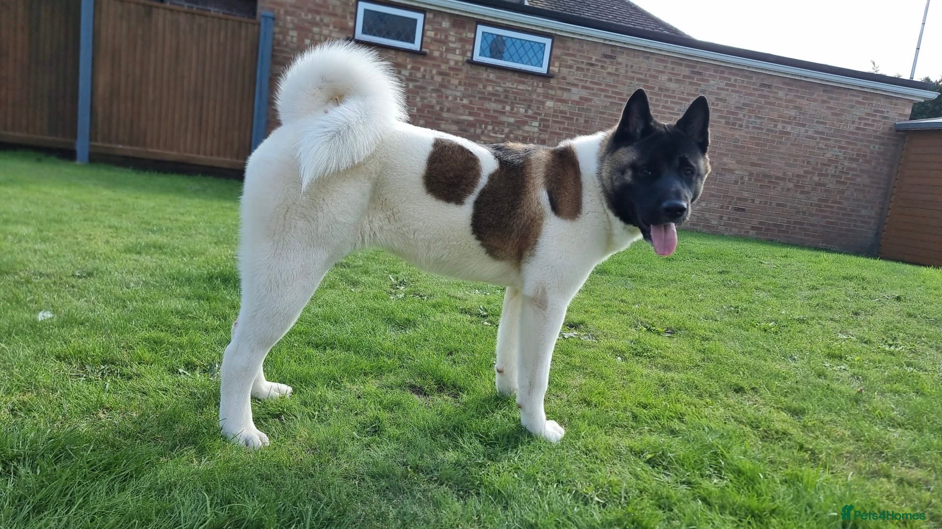Akita dogs 14 months old female Akita  - Advert 4