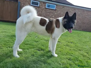 Akita dogs 14 months old female Akita - Advert 1