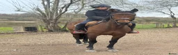 Irish Thoroughbred horses for sale: Super safe teenager dream horse  - Advert 8