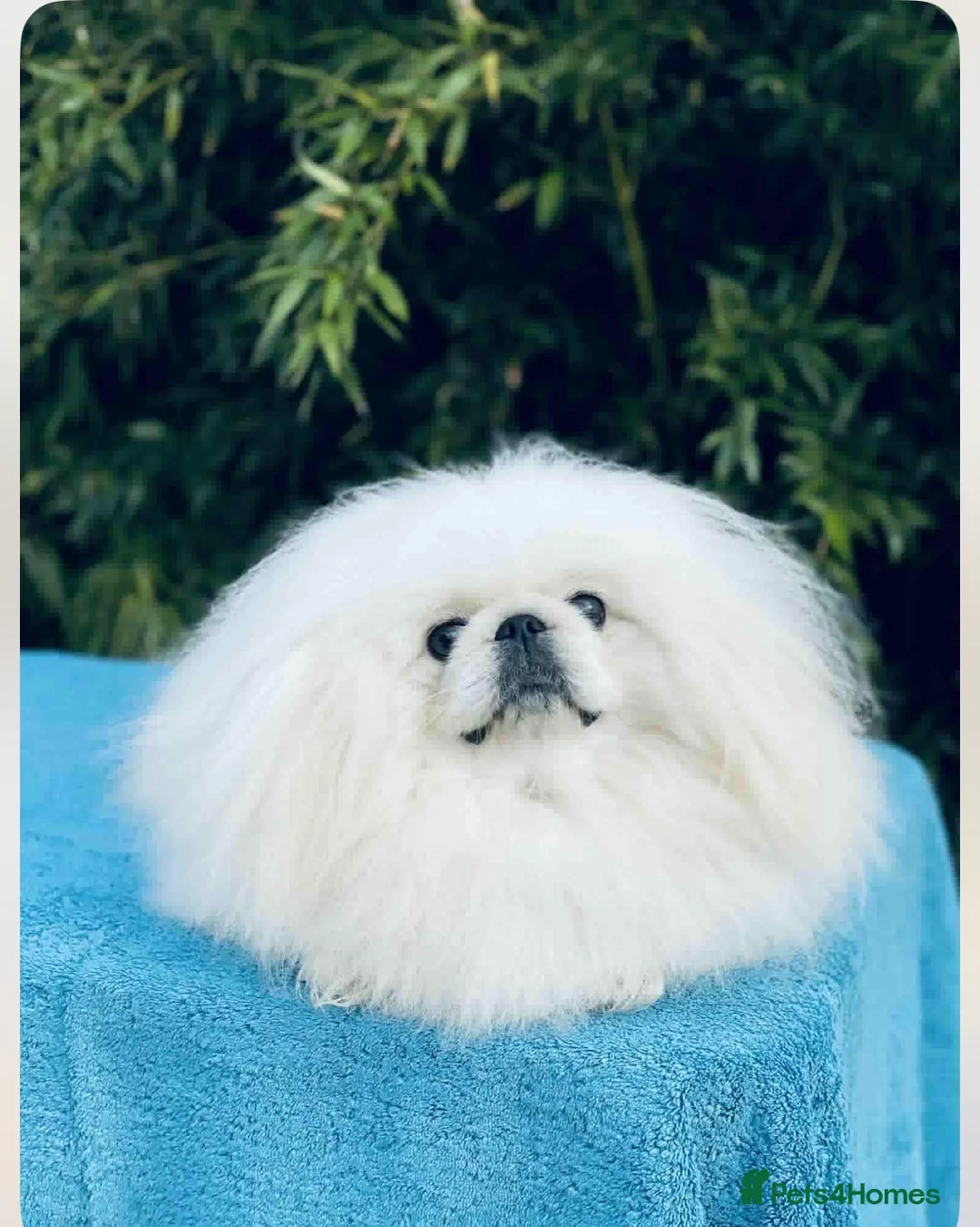 Pekingese dogs for sale: Pekingese puppys - Advert 4