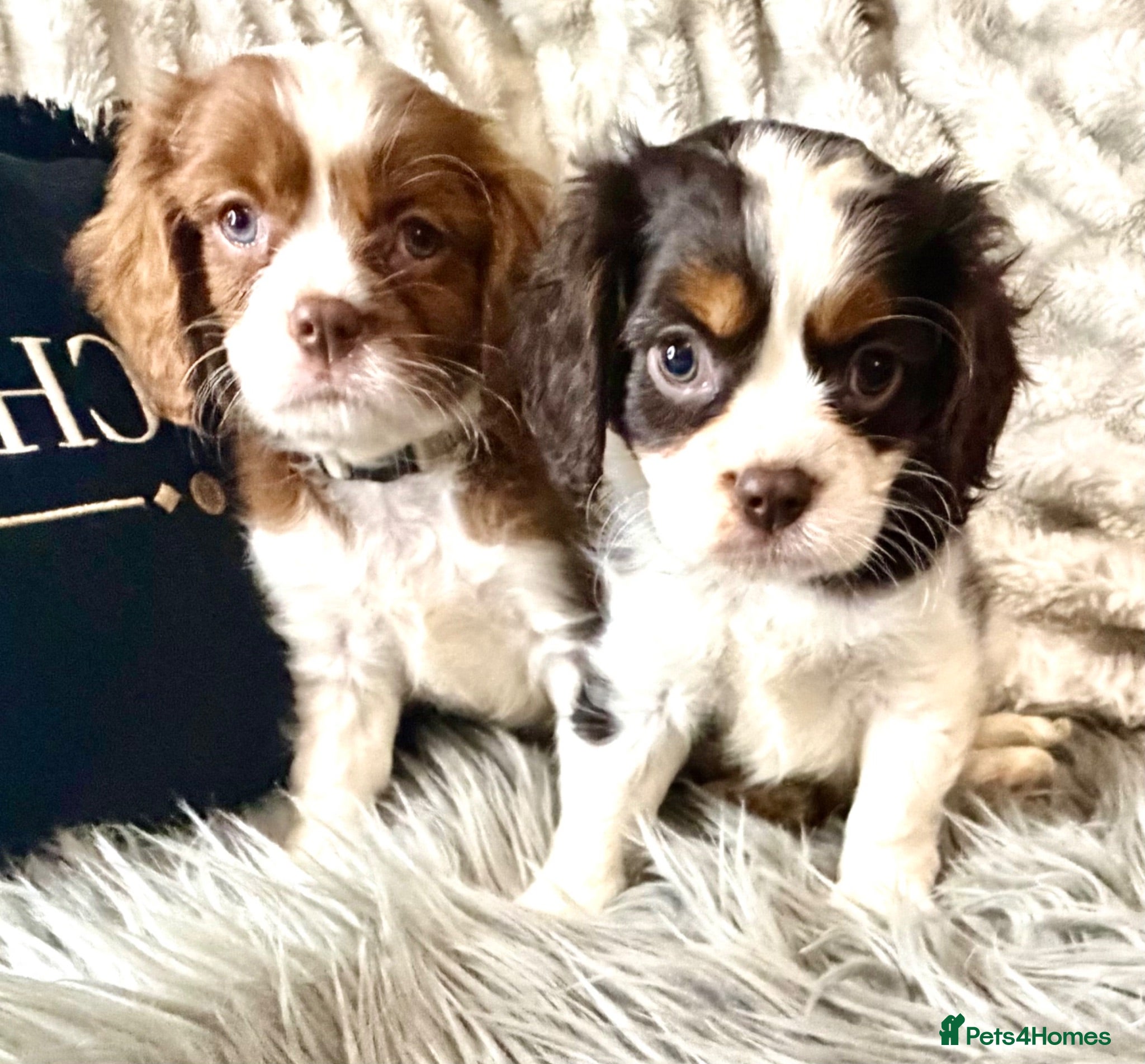 Cavalier King Charles Spaniel dogs KC REG EXCEPTIONAL EXTENSIVELY HEALTH TESTD PUPS  - Advert 1