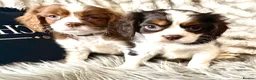 Cavalier King Charles Spaniel dogs for sale: EXCEPTIONAL KC EXTENSIVELY HEALTH TESTD PUPS  - Advert 3