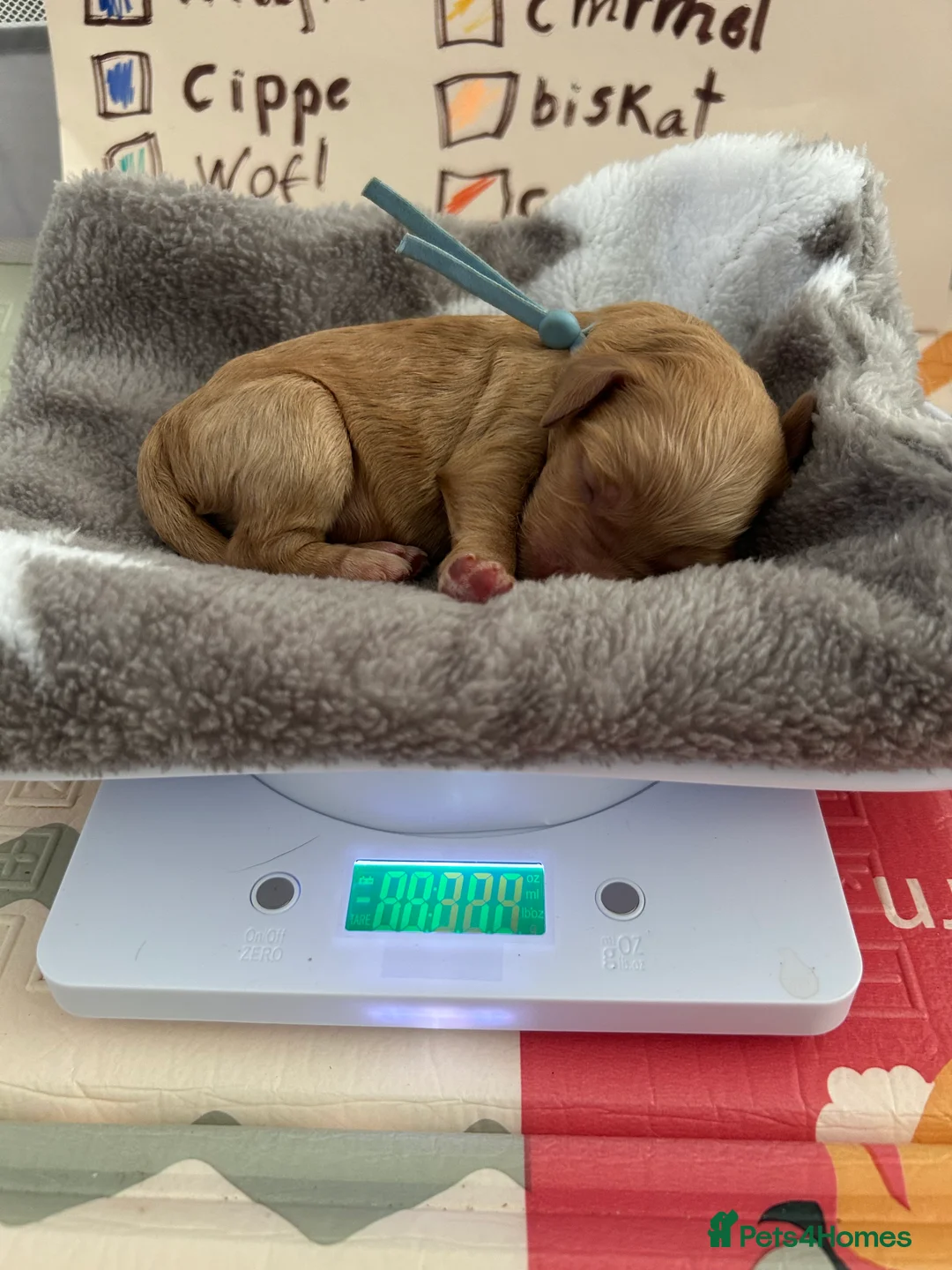 Australian Labradoodle dogs for sale: Australian labradoodle puppies expected soon. - Advert 2