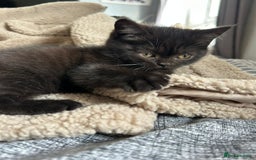 British Shorthair cats for sale: Champion GCCF Black British Shorthair Kittens - Image 2