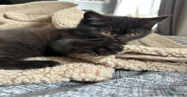 British Shorthair cats - Advert 16