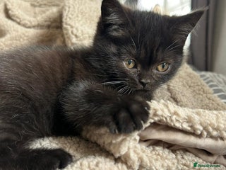 British Shorthair cats - Advert 17