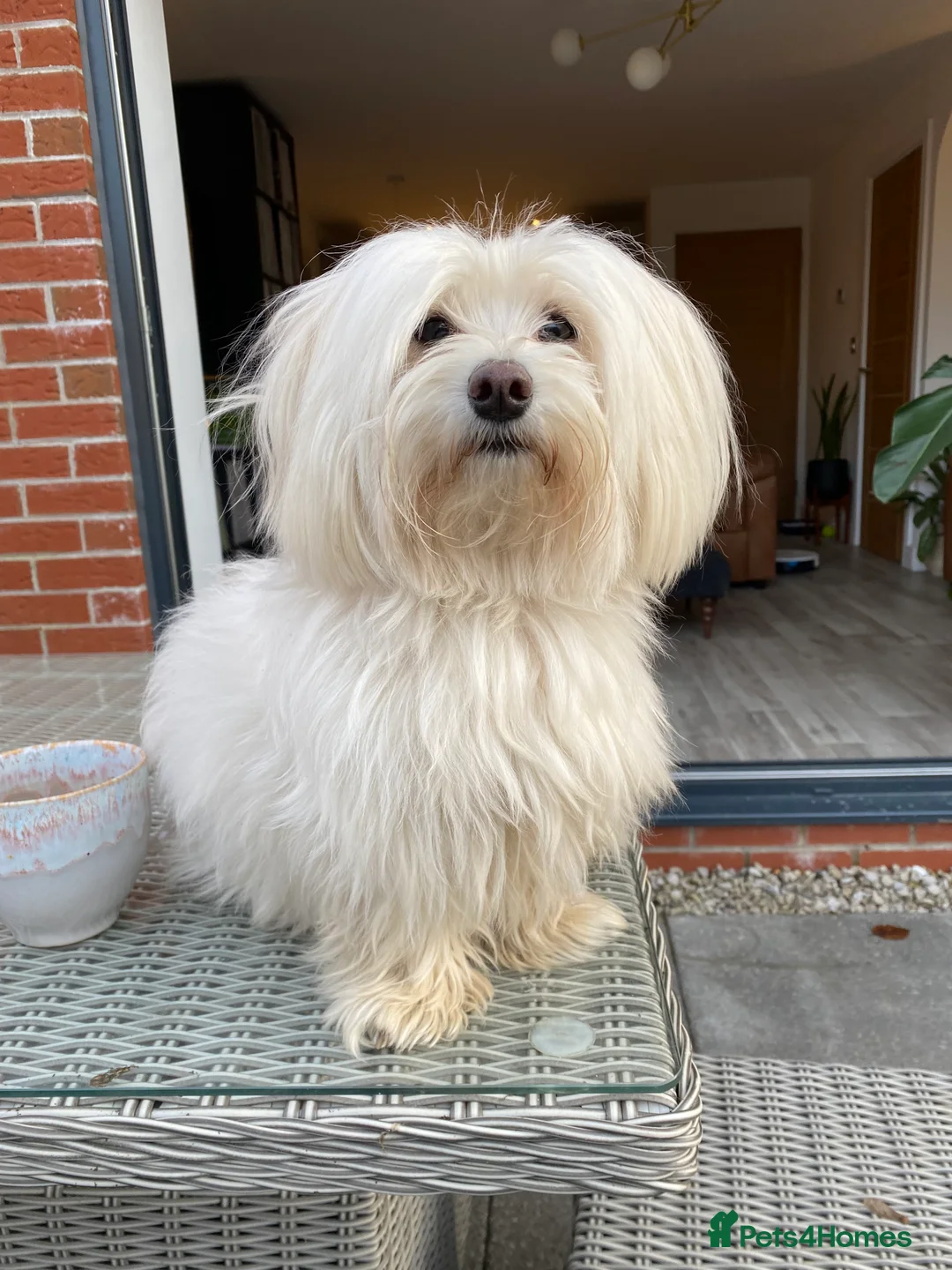 Coton De Tulear dogs for sale: Pure Coton de Tulear puppies  - Advert 2