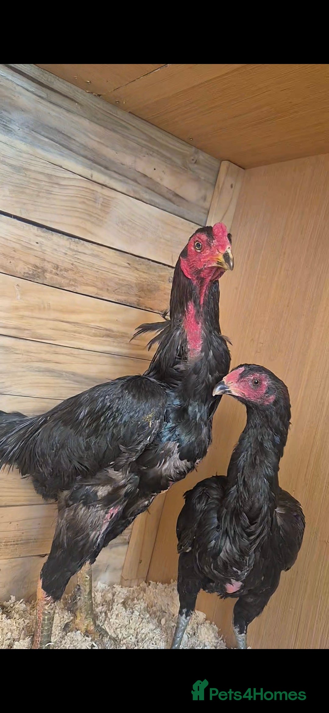 Chickens poultry for sale: Pure aseel hen and pullet, ganoi chicks,hint stag - Image 1