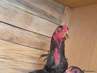 Chickens poultry - Advert 12