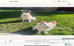 German Shepherd dogs for sale: 6 month old white German Shepard male - Image 6