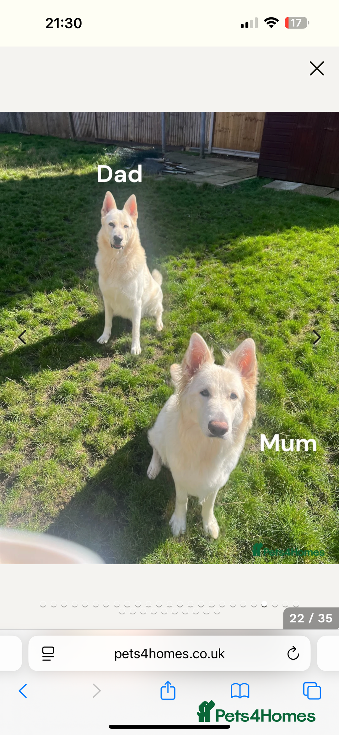 German Shepherd dogs for sale: 6 month old white German Shepard male - Image 6